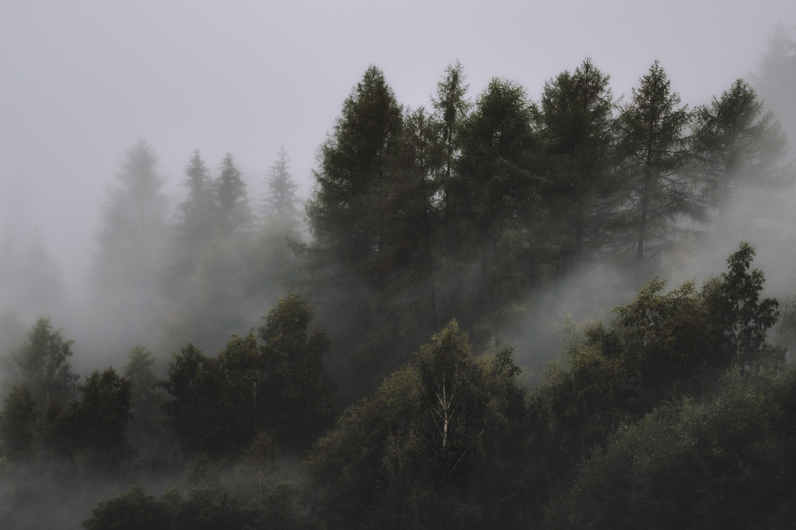 Nature, green forest