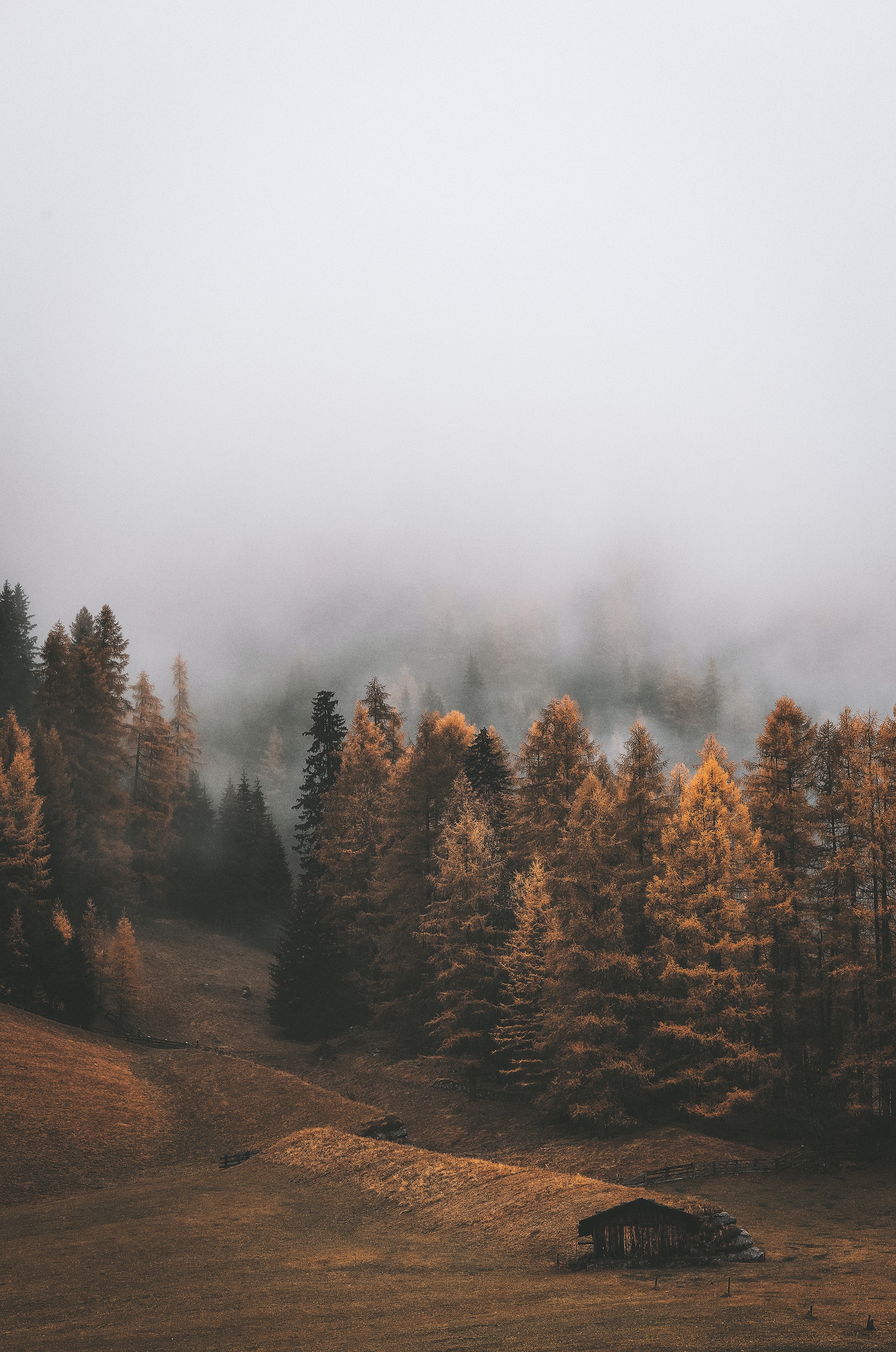 Landscape, forest
